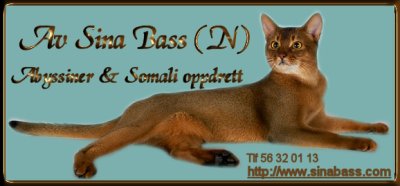 Av Sinabass abyssiner- og 
somalioppdrett