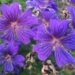 KVELDSTUR MED BLOMSTERFOTOGRAFERING :)